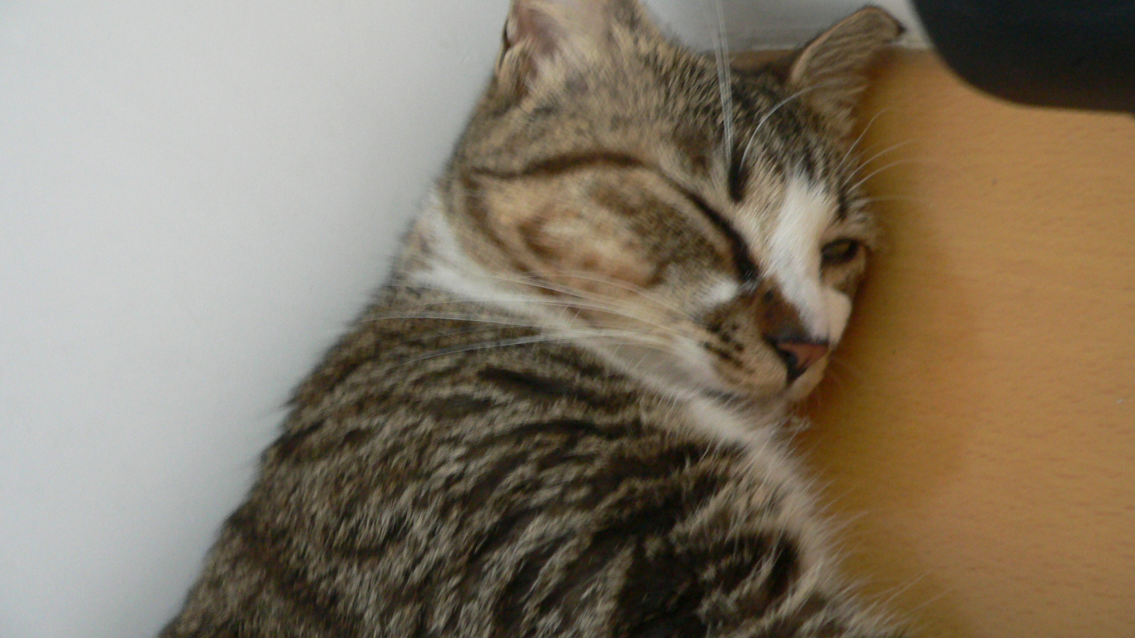 My cat in 2007 summer 011